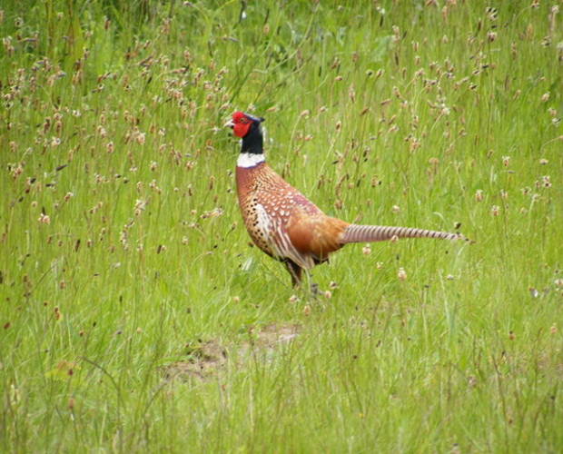 DEFRA reviews release of game birds following legal challenge